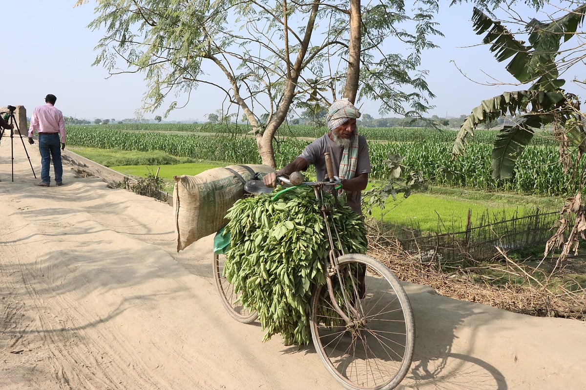 ঘাস কেটে সাইকেলে বাড়িতে যাচ্ছেন এক কৃষক। গত সোমবার চাঁপাইনবাবগঞ্জের শিবগঞ্জ উপজেলার চৌকা সীমান্তের বউবাজার এলাকায়