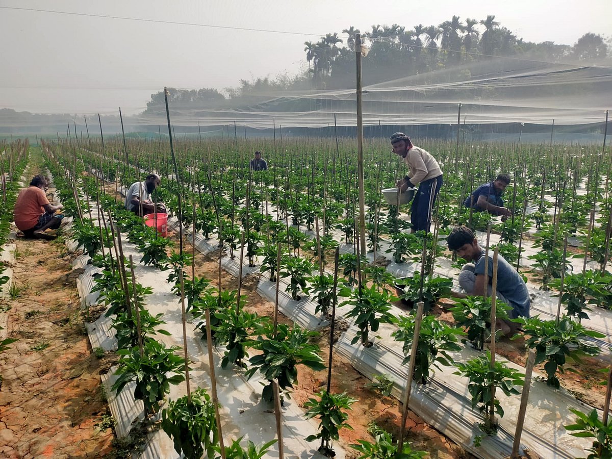 মালচিং–পদ্ধতিতে ১০ বিঘা জমিতে ক্যাপসিকাম চাষ করেছেন কৃষকেরা। কুষ্টিয়ার কুমারখালী উপজেলার চাঁদপুর ইউনিয়নের নিয়ামতবাড়িয়া গ্রামের মাঠপাড়া এলাকায়
