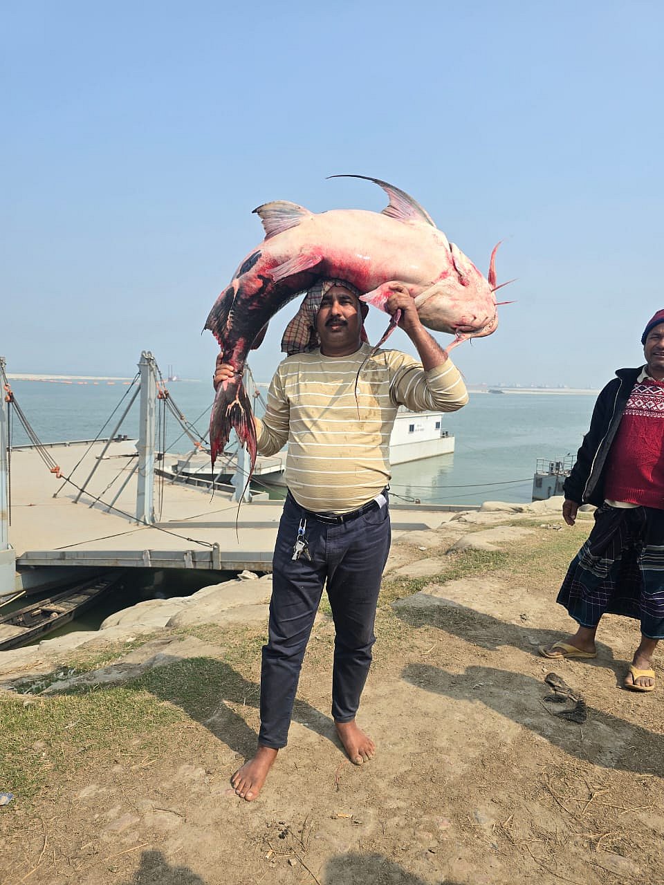 ৪২ কেজি ওজনের বাগাড় মাছটি কিনে নিয়েছেন দৌলতদিয়া ফেরিঘাট এলাকার মাছ ব্যবসায়ী শাহজাহান শেখ। আজ সোমবার সকালে
