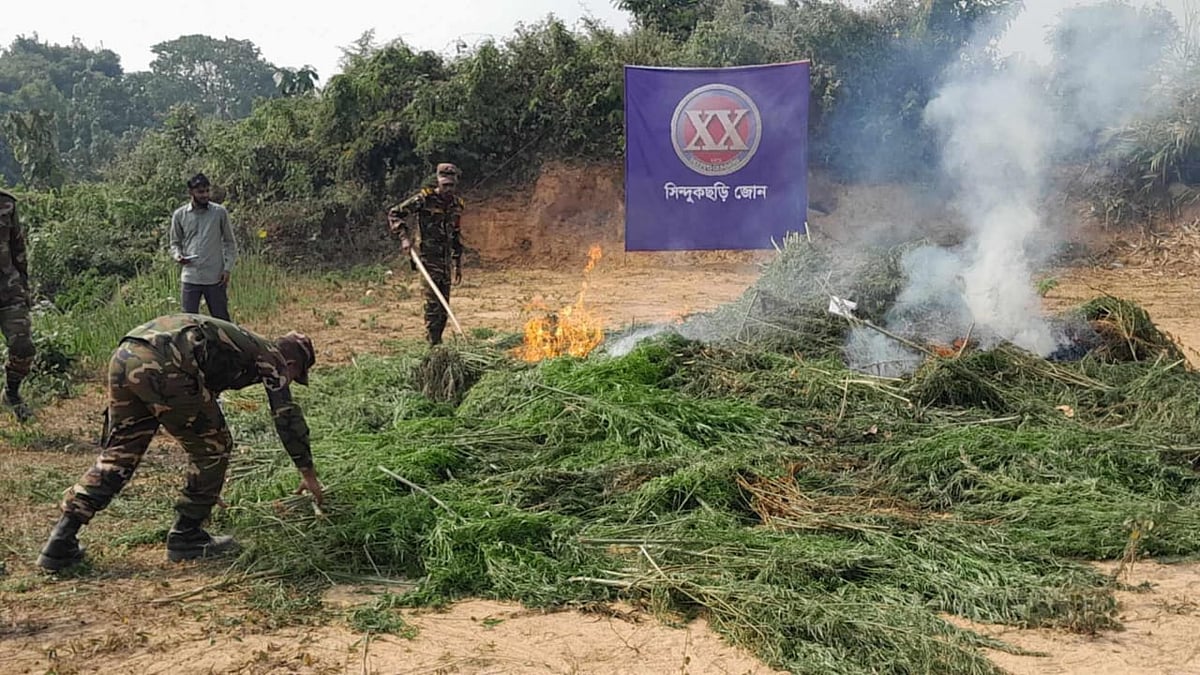 আগুনে পুড়িয়ে ধ্বংস করা হচ্ছে গাঁজার গাছ