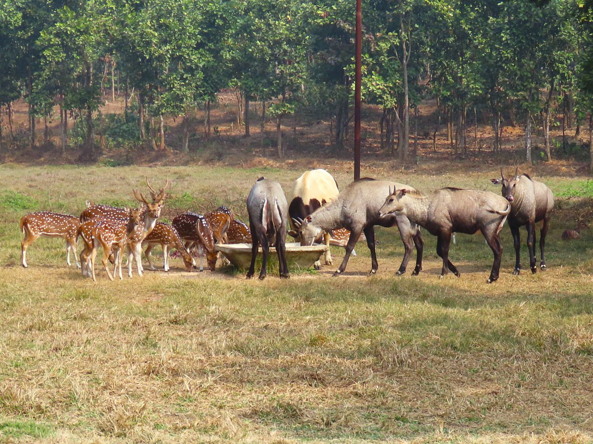 পার্কের ভেতর ঘুরে বেড়াচ্ছে নীলগাই। সম্প্রতি গাজীপুর সাফারি পার্ক থেকে তোলা ছবি