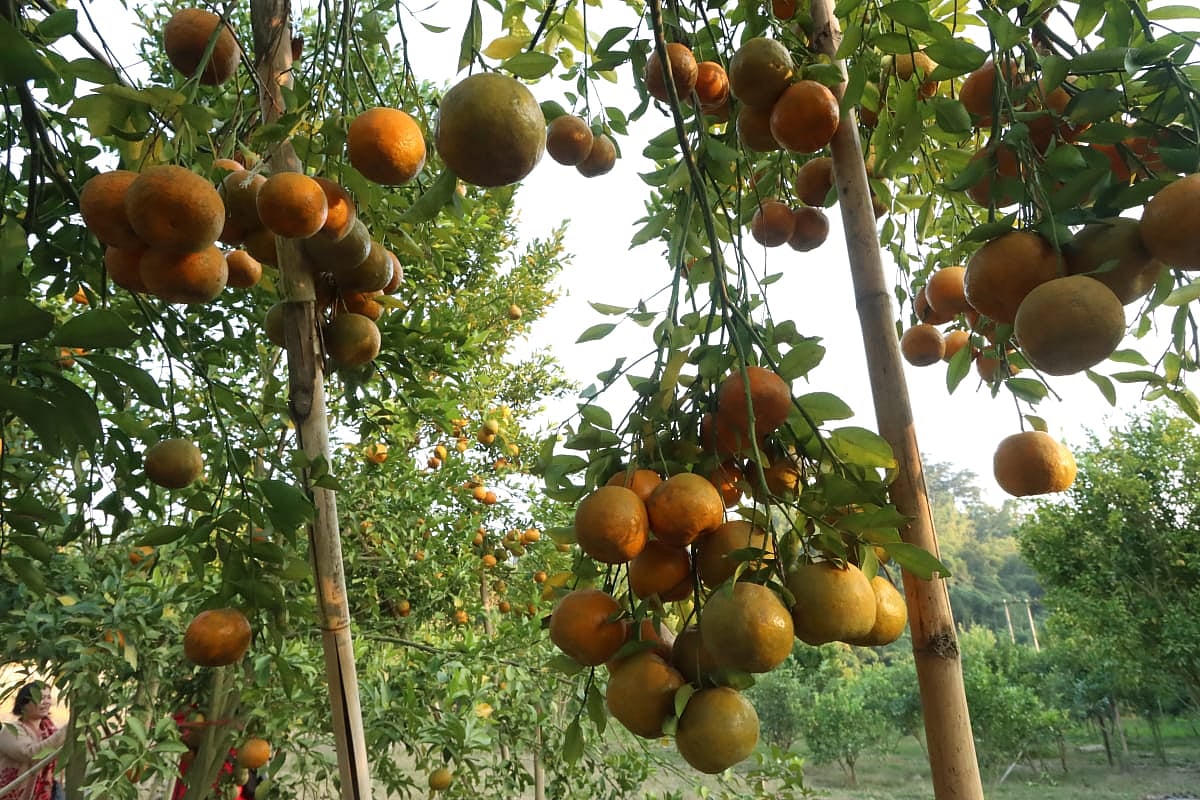 থোকায় থোকায় ঝুলছে রসালো কমলা। সম্প্রতি রাঙামাটির নানিয়ারচর উপজেলার তৈচাকমা মৌজার ১৭ মাইল সেতু এলাকায়
