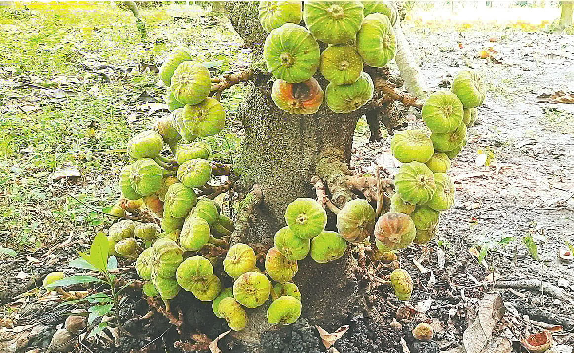 বাংলাদেশ কৃষি বিশ্ববিদ্যালয়ের বোটানিক্যাল গার্ডেনে হস্তীকর্ণ ডুমুরগাছ
