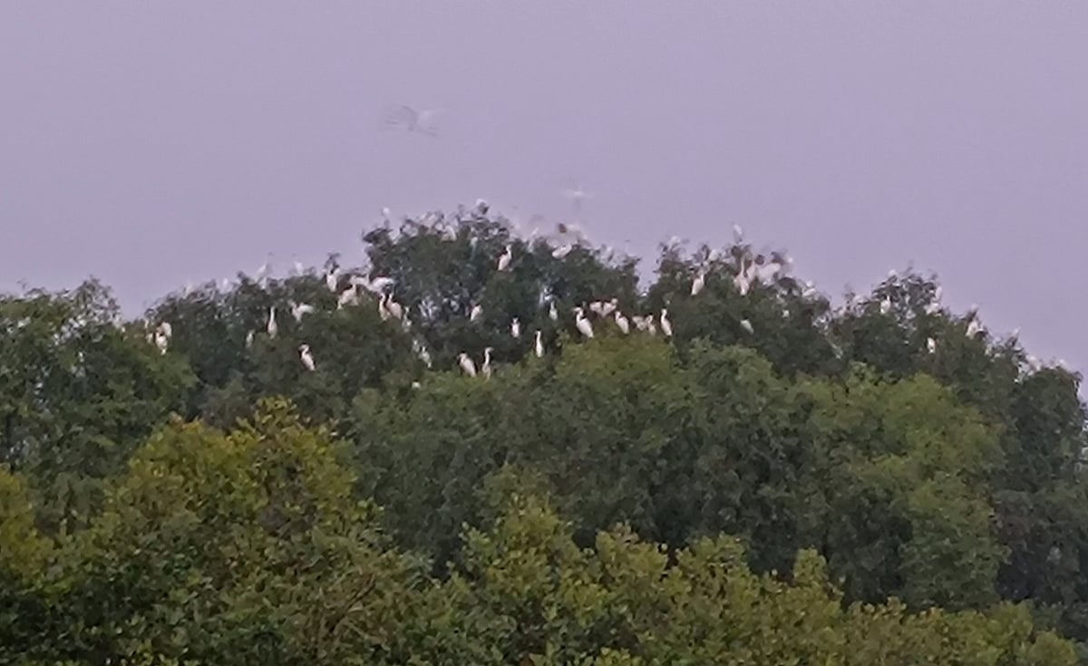 খুলনার কয়রা উপজেলার সুন্দরবন ঘেঁষা শাকবাড়িয়া নদী চরের কেওড়াবনে পাখিদের বিচরণ। মঙ্গলবার বিকেলে কয়রার পাথরখালী গ্রামে