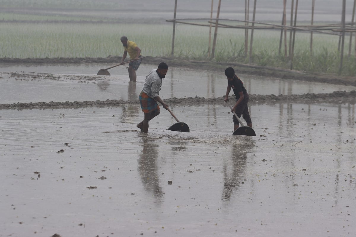 ঘন কুয়াশা পড়েছে। কনকনে ঠান্ডা। এর মধ্যেও বোরো ধান লাগানোর জন্য জমি প্রস্তুত করছেন কৃষকেরা। ছবিটি আজ বৃহস্পতিবার কুমিল্লার বরুড়া উপজেলার বাতাইছড়ি এলাকা থেকে তোলা