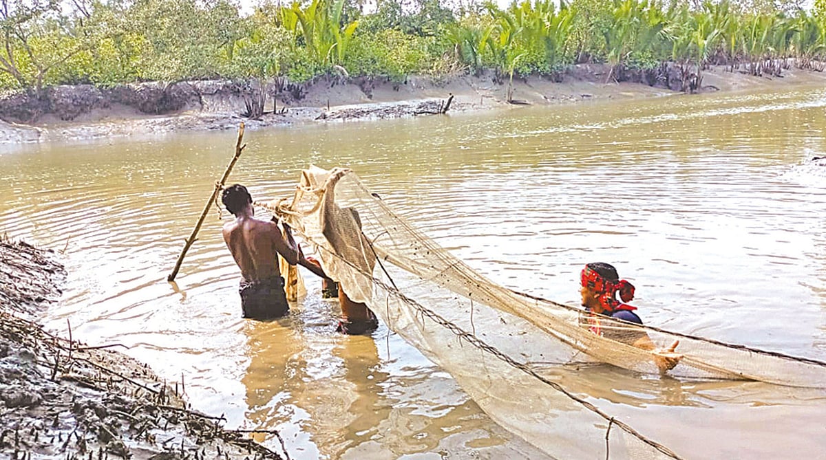 সুন্দরবনে খালের এ প্রান্ত থেকে ও প্রান্ত পর্যন্ত ছোট ফাঁসের জাল পাতছেন অসাধু জেলেরা। ভাটার সময় পানি নামতে শুরু করলে খালে কীটনাশক ঢেলে চলবে মাছ নিধন। সম্প্রতি পশ্চিম সুন্দরবনের একটি অভয়ারণ্যে