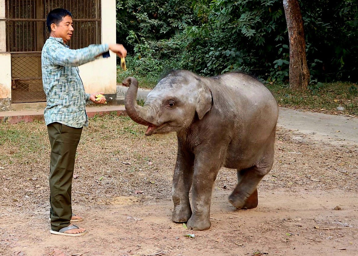 হাতি শাবক বীর বাহাদুরকে কলা খাওয়াচ্ছেন মাহুত।  গত বুধবার দুপুরে কক্সবাজারের ডুলাহাজারা সাফারি পার্কে