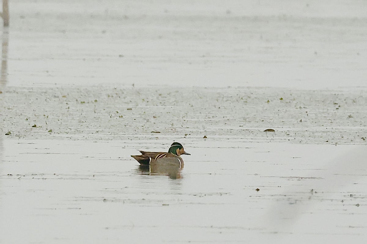 মৌলভীবাজারের হাকালুকি হাওরে পাখিশুমারিতে দেশে বিরল প্রজাতির একটি বৈকাল তিলিহাঁস দেখা যায়