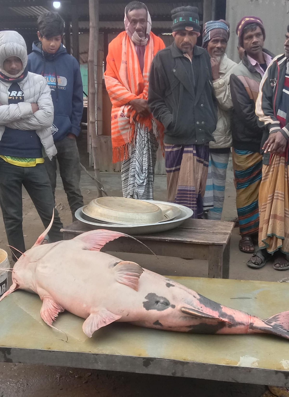 যমুনা নদীতে জেলেদের জালে ৩৮ কেজির বাঘাড় মাছ ধরা পড়েছে। আজ শনিবার সকালে