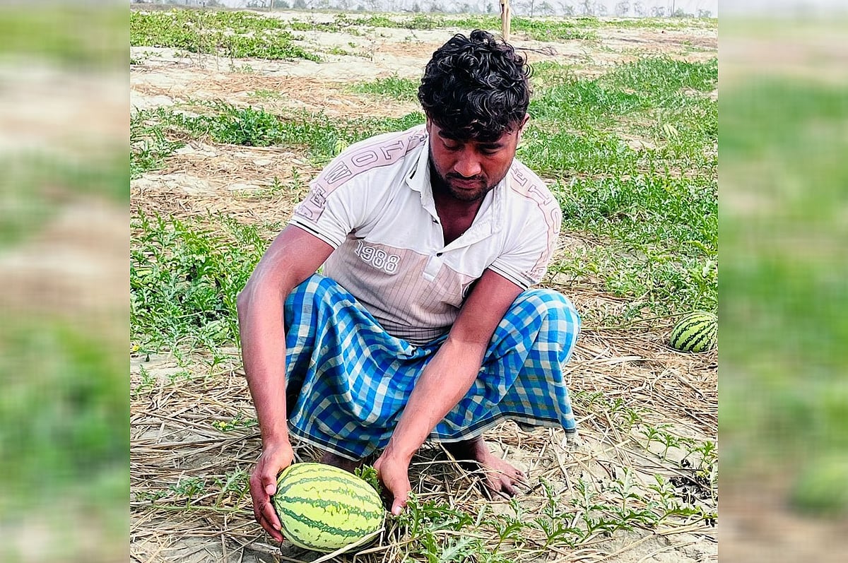 চট্টগ্রামের আনোয়ারার রায়পুর উপকূলে খেত থেকে তরমুজ তুলছেন এক কৃষক। আজ দুপুরে দুপুরে তোলা