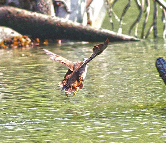 গোলবনের স্ত্রী হাঁস। ২২ জানুয়ারি সুন্দরবনের খুলনা রেঞ্জে