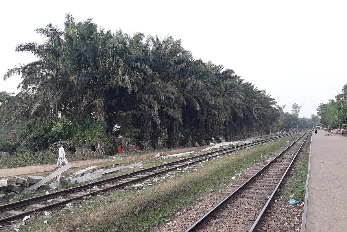 রেললাইনের পাশে পামগাছের সারি। সম্প্রতি মৌলভীবাজারের শমশেরনগর রেলস্টেশনে