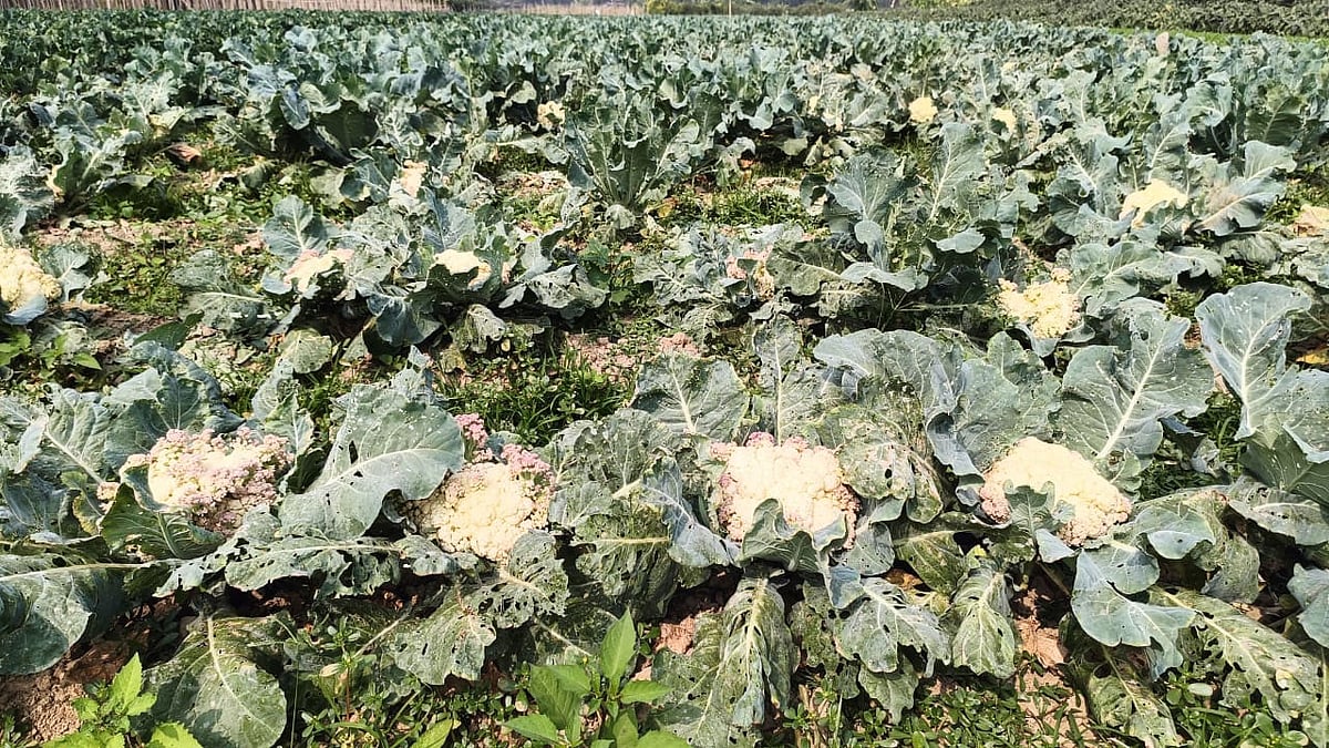 তোলার সময় পার হতে চললেও খেতে পড়ে আছে ফুলকপি। গতকাল দুপুরে সাতকানিয়ার কালিয়াইশের মাইঙ্গাপাড়া এলাকায়