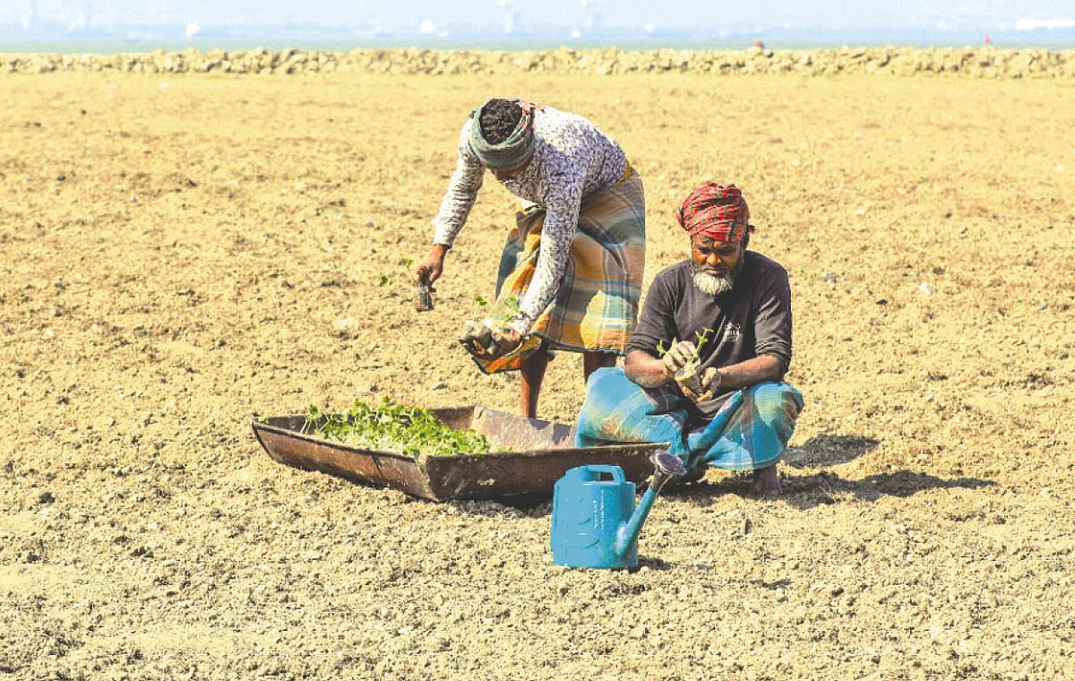 পলিব্যাগে উৎপাদিত ২০-২২ দিনের তরমুজের চারা জমিতে রোপন করছেন কৃষকেরা। গত ৮ ডিসেম্বর পটুয়াখালীর রাঙ্গাবালি উপজেলার ফেলাবুনিয়া এলাকায়