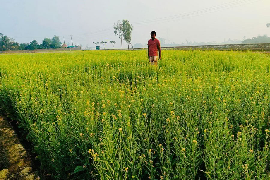 শর্ষের খেতে এক কৃষক