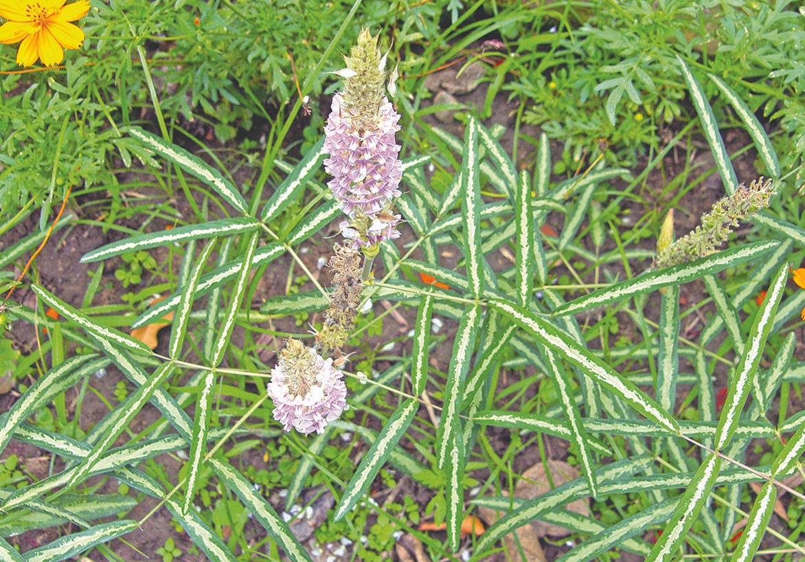 ঢাকা বিশ্ববিদ্যালয়ের উদ্ভিদ উদ্যানে শঙ্করজাতা ফুল ও পাতা