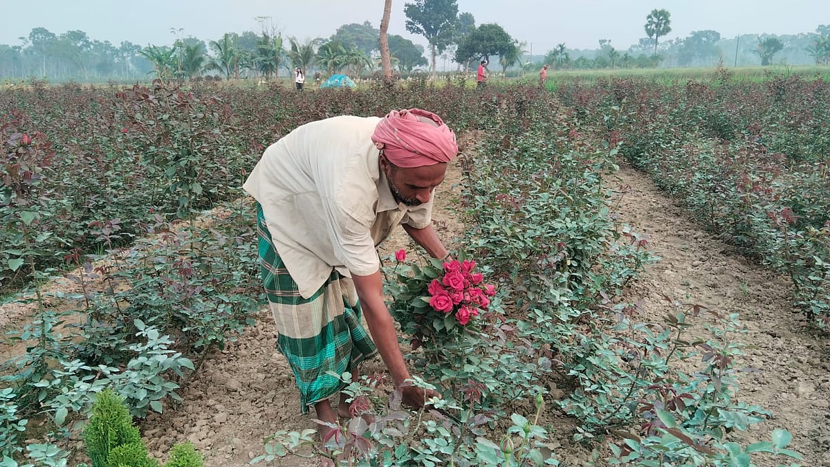 যশোরের ঝিকরগাছা উপজেলার পানিসারা গ্রামে গোলাপ খেত থেকে ফুল কাটছেন ফুলচাষি। গতকাল শুক্রবার তোলা