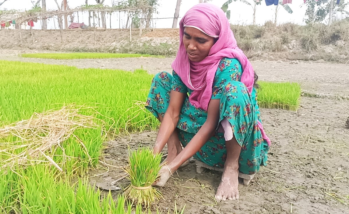 বীজতলা থেকে ধানের চারা তুলছেন আঙ্গুরী বেগম। শনিবার সকালে জামালপুরের মেলান্দহ উপজেলার ফুলকোচা এলাকায়