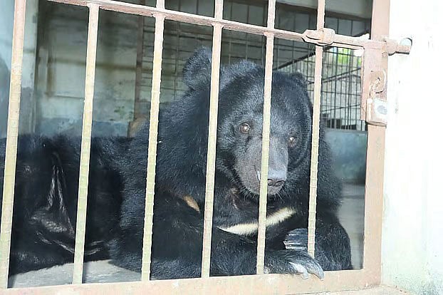 রাঙামাটি চিড়িয়াখানায় বন্দী ভালুক জাম্বু