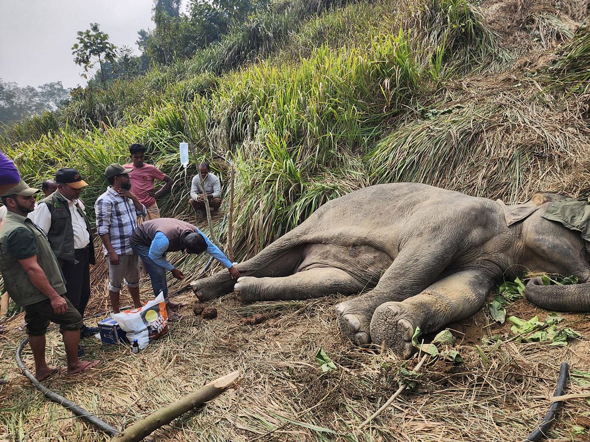 চট্টগ্রামের বাঁশখালীতে পাহাড় থেকে পড়ে আহত হওয়া বন্য হাতিটিকে বাঁচানো যায়নি