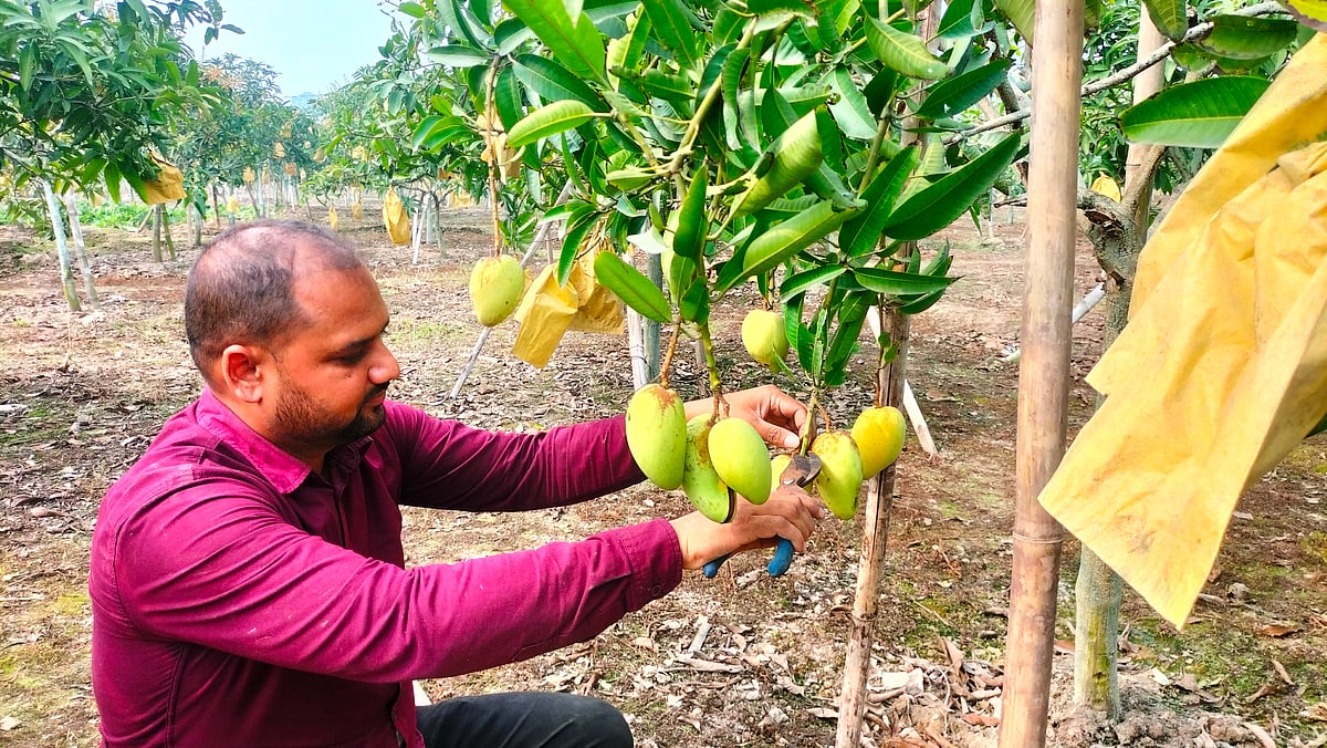 বাগানে কাটিমন আমের যত্ন নিচ্ছেন জাকিউর আলম। গত শুক্রবার দিনাজপুরের বোচাগঞ্জ উপজেলার পূর্ববর্ষা গ্রামে