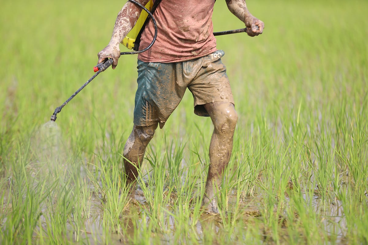 জমিতে কীটনাশক ছিটাচ্ছেন এক কৃষক