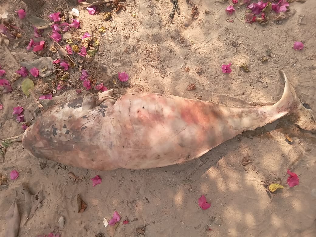 উদ্ধার হওয়া মৃত ডলফিন