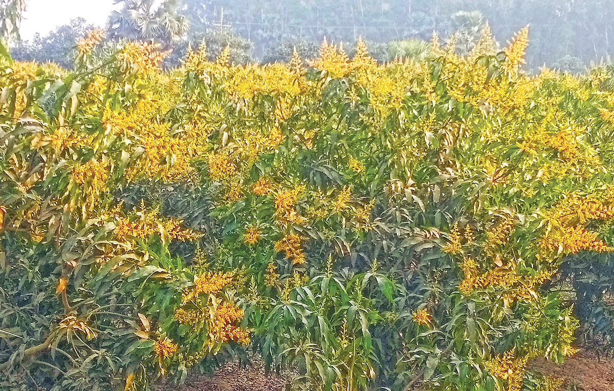 আমবাগানগুলোর গাছে এবার অনেক মুকুল এসেছে। গতকাল নওগাঁর সাপাহার উপজেলার গোডাউনপাড়া এলাকার একটি বাগানে