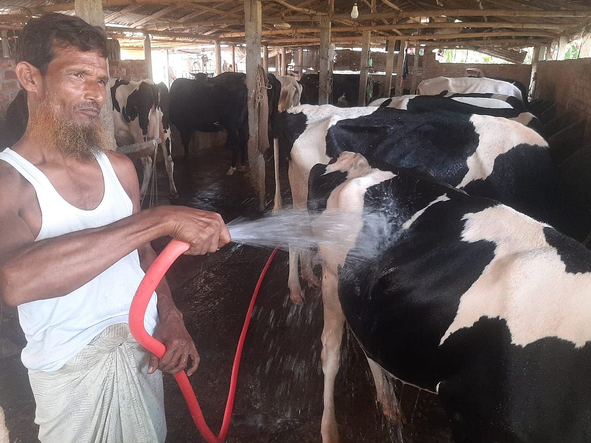 নিজের খামারে গাভির পরিচর্যায় ব্যস্ত  মনজুরুল ইসলাম। সম্প্রতি রংপুরের তারাগঞ্জ উপজেলার বকশিপাড়া গ্রামে