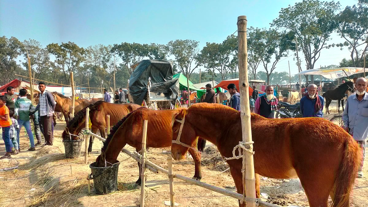 মেলায় ঘোড়া নিয়ে দাঁড়িয়ে আছেন বিক্রেতারা। তবে ক্রেতা কম হওয়ায় হতাশ তাঁরা। বৃহস্পতিবার দিনাজপুর সদর উপজেলায় ঐতিহাসিক চেরাডাঙ্গী মেলায়