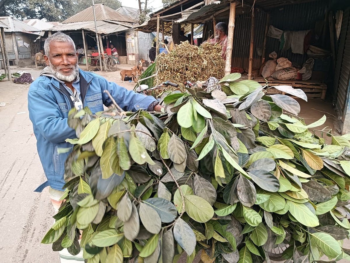 কাঁঠালপাতা বিক্রি করছেন আমজাদ হোসেন। আজ শুক্রবার রংপুরের তারাগঞ্জের ইকরচালী বাজারে