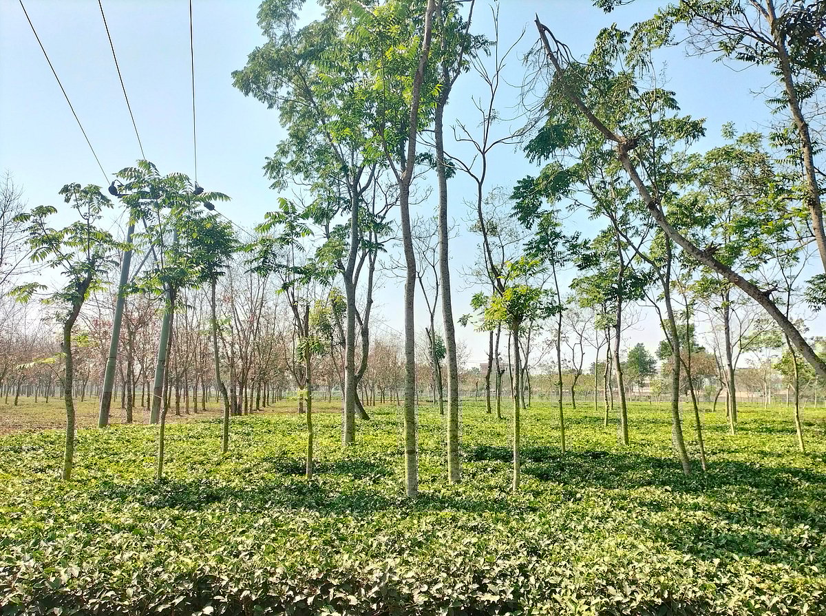 মৌলভীবাজারের শ্রীমঙ্গলে দিনের শুরুতেই দেখা মিলেছে সূর্যের। তবে হিমেল বাতাসে অনুভূত হচ্ছে কনকনে ঠান্ডা। আজ বেলা সাড়ে ১১টার দিকে উপজেলা স্বাস্থ্য কমপ্লেক্সের সামনের একটি চা বাগানে