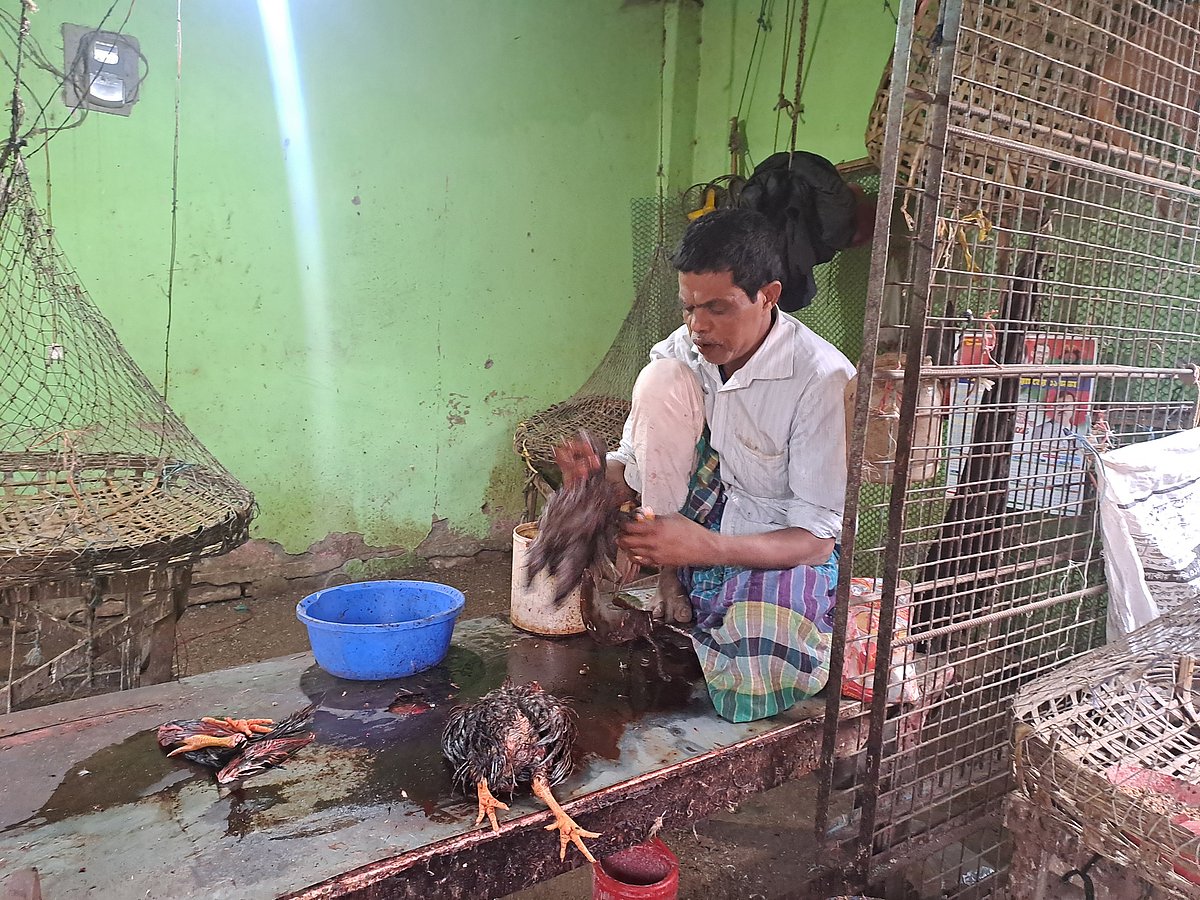 গাইবান্ধা শহরের হকার্স মার্কেটে মুরগি কাটেন সাজু মিয়া (৬২)। এ পেশায় প্রায় ২০ বছর ধরে আছেন তিনি। রোববার বিকেলে হকার্স মার্কেটে