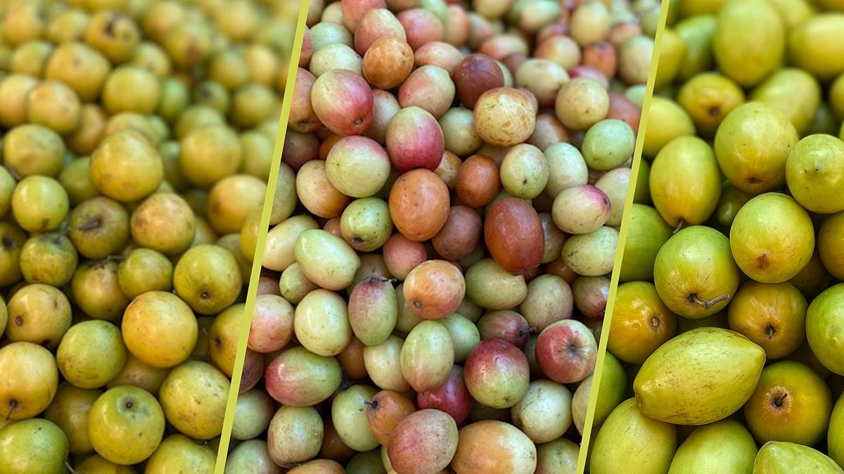 বাজারে পাওয়া যাচ্ছে নানা স্বাদের বরই