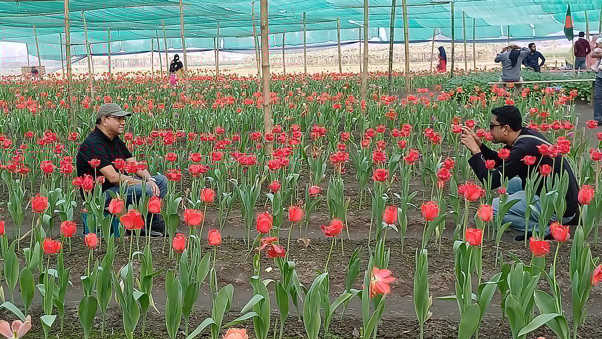 পঞ্চগড়ের তেঁতুলিয়ার দর্জিপাড়ায় টিউলিপ ফুল দেখতে ভিড় করছেন দর্শনার্থীরা, ক্যামেরাবন্দী করছেন ভ্রমণের স্মৃতি