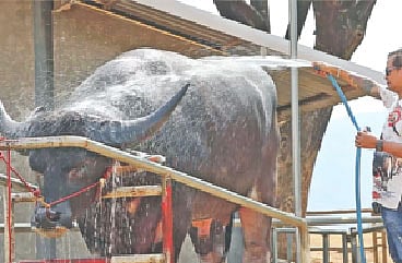 খামারে কিং কংয়ের পরিচর্যা চলছে