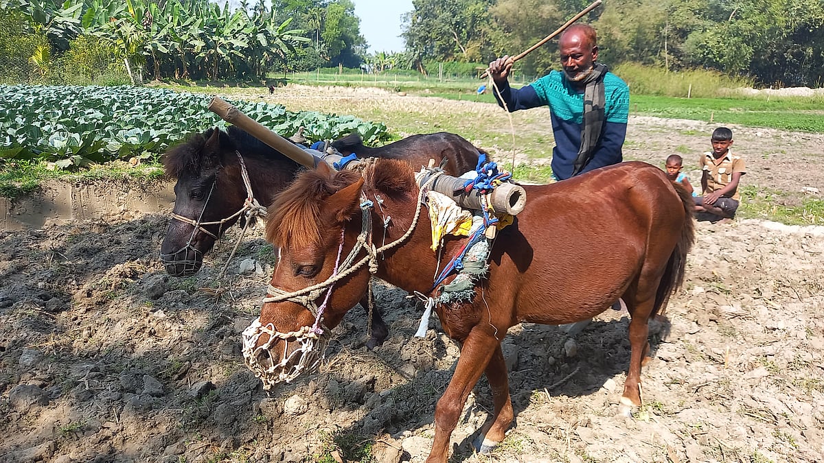 মাঠে ঘোড়া দিয়ে হালচাষ করছেন মহাসিন মণ্ডল। সম্প্রতি দিনাজপুরের বিরামপুর উপজেলার পটুয়াকোল গ্রামে।