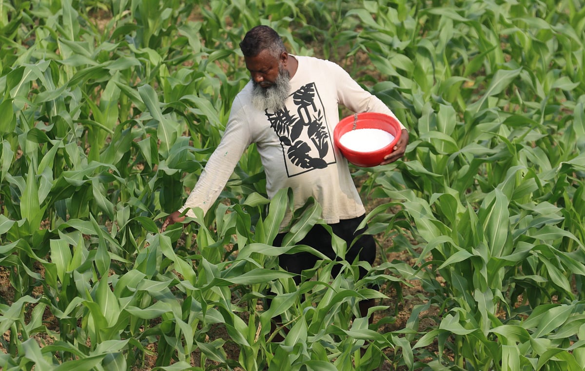 কুমিল্লায় ভুট্টাখেতে সার ছিটাচ্ছেন এক কৃষক।