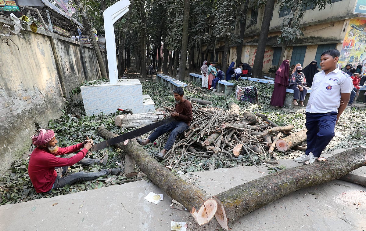 সাতমাথা–সংলগ্ন বগুড়া জিলা স্কুলের পুরোনো ফটকের জায়গায় নতুন করে অত্যাধুনিক ফটক নির্মাণের জন্য কাটা হচ্ছে গাছ। গত রোববার তোলা