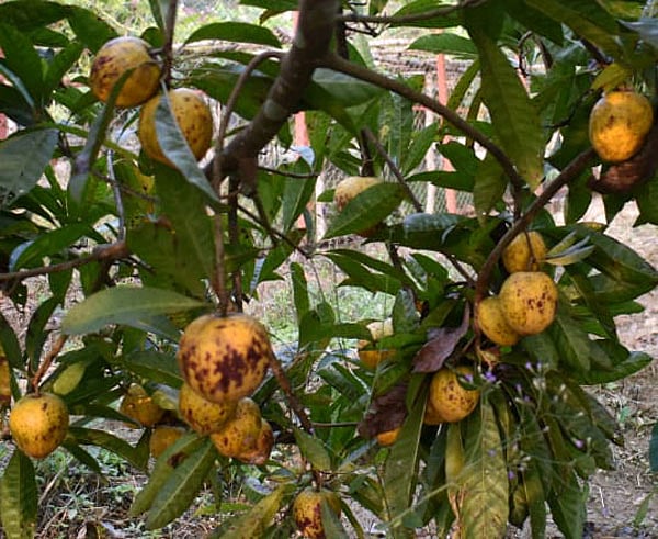 গাছে ঝুলছে টিসা ফল। রাঙামাটির কাপ্তাইয়ের রাইখালী পাহাড়ি কৃষি গবেষণা কেন্দ্রে। সম্প্রতি তোলা