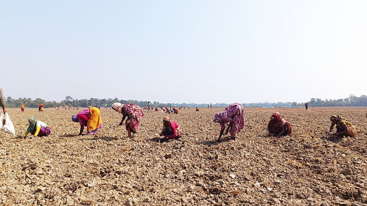 কয়রায় বিলের জমিতে তরমুজের বীজ রোপণে ব্যস্ত সময় পার করছেন কিষান-কিষানিরা। আজ বুধবার মহারাজপুর গ্রামে