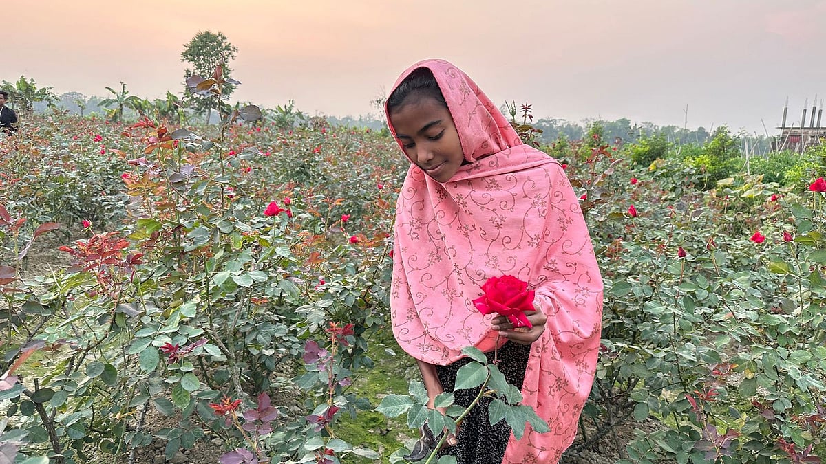 গোলাপ বাগান থেকে গোলাপ তুলছে বাগানি আব্দুল্লাহর কিশোরী মেয়ে সামিহা। গতকাল বিকেলে কক্সবাজারের চকরিয়া উপজেলার বরইতলীর মাইজপাড়া এলাকায়