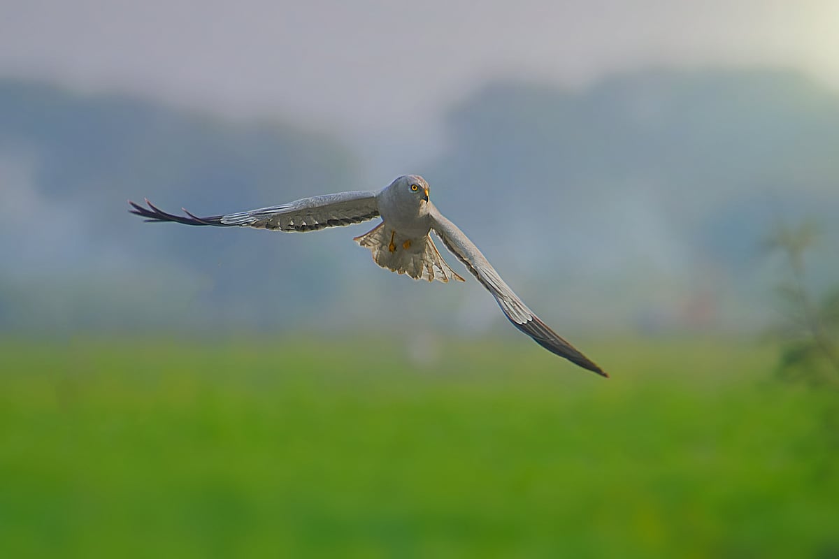 শিকারি পাখি মুরগি কাপাসি। সম্প্রতি রাজশাহীর পদ্মার চরে