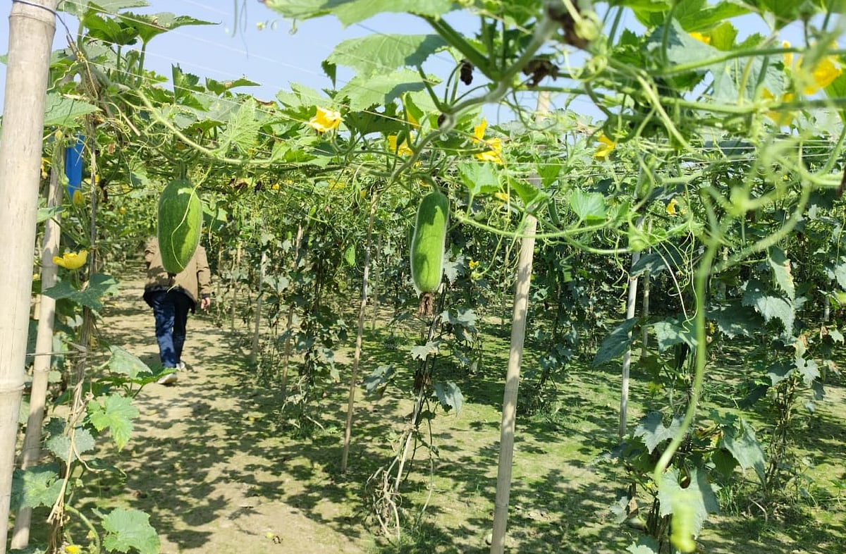 সুনামগঞ্জের ধর্মপাশার হলদির হাওরে পরিত্যক্ত জমিতে চালকুমড়া চাষ। আজ শুক্রবার দুপুরে তোলা