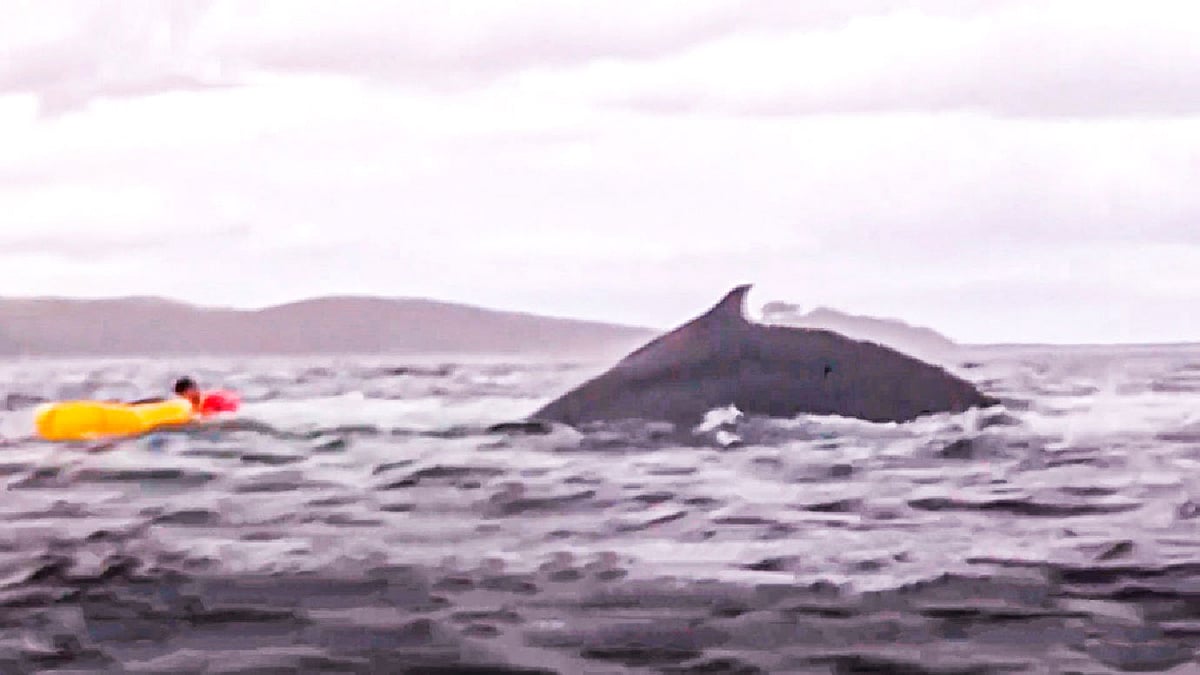 আদ্রিয়ানকে আক্রমণ করছে তিমি। ভিডিও থেকে নেওয়া