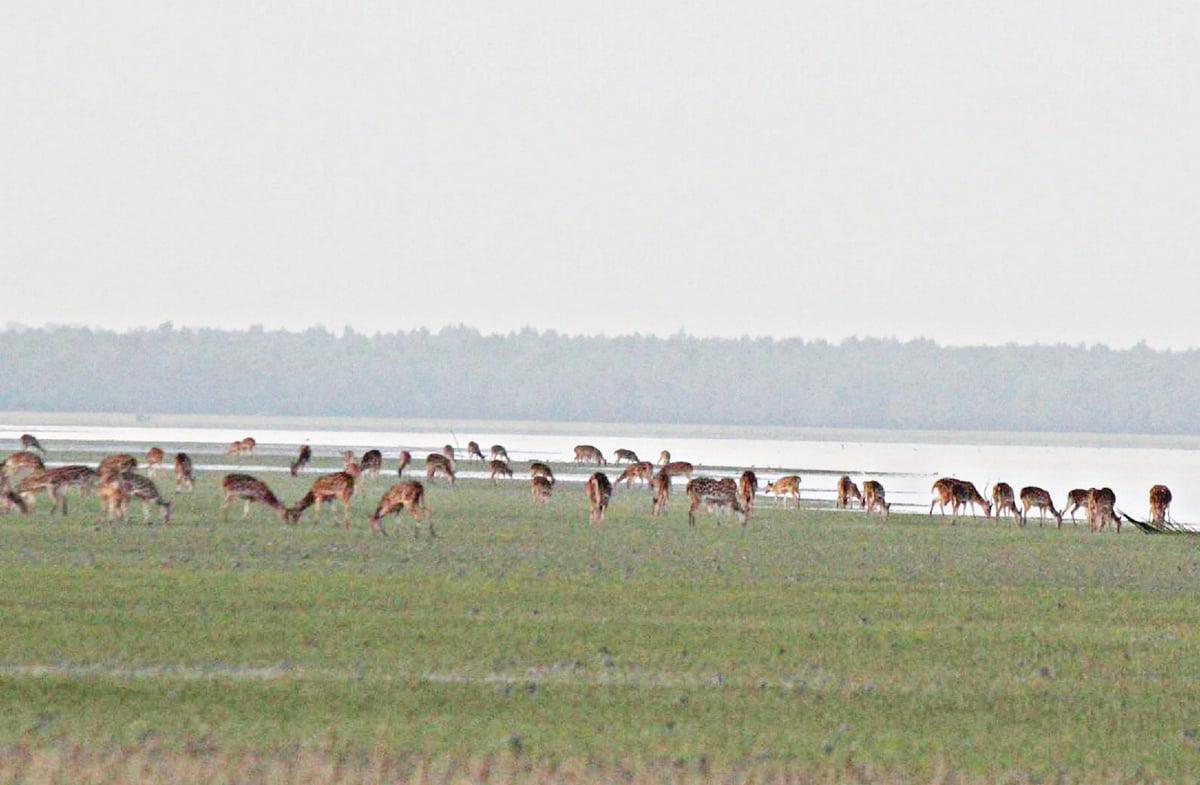 সুন্দরবনের নদীর চরে দল বেঁধে চরে বেড়াচ্ছে হরিণ। সম্প্রতি সুন্দরবনের হংসরাজ নদের চরে