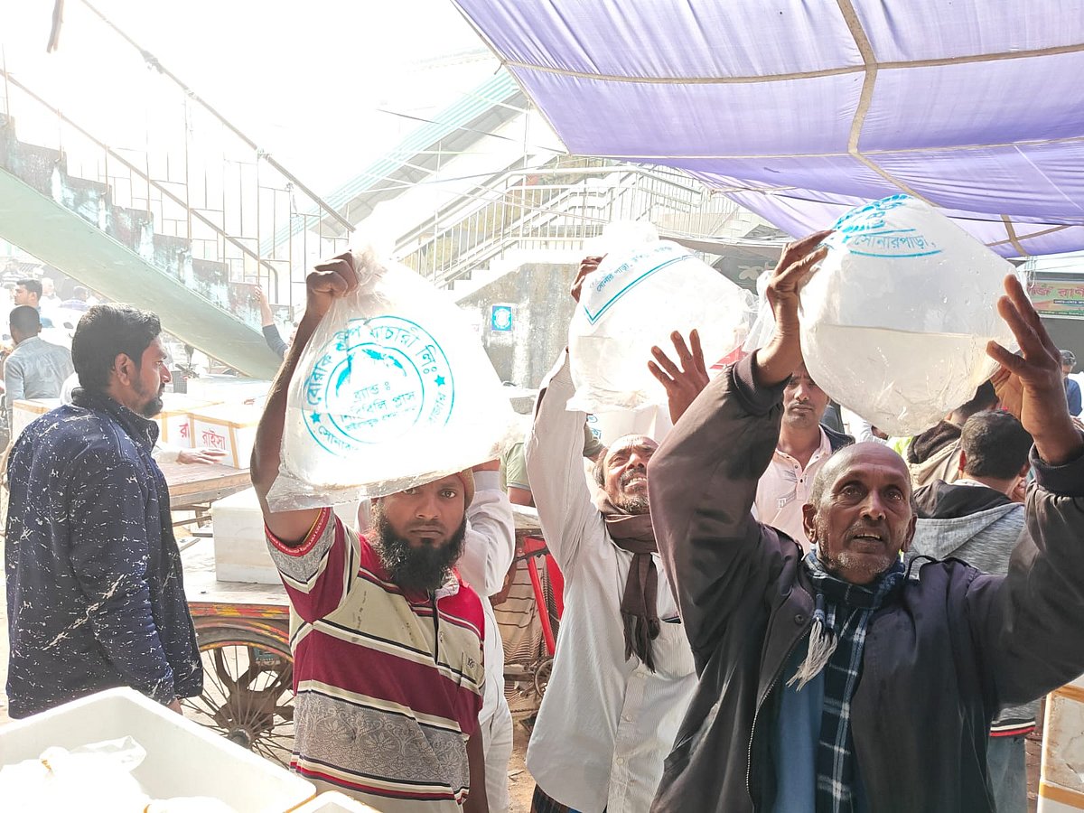 কর্কশিটের বাক্সে আনা পোনা ঠিক আছে কি না, তা পরীক্ষা দেখছেন চাষিরা। শুক্রবার সকালে সাতক্ষীরা শহরের কামালনগর করিম সুপার মার্কেটের সামনে