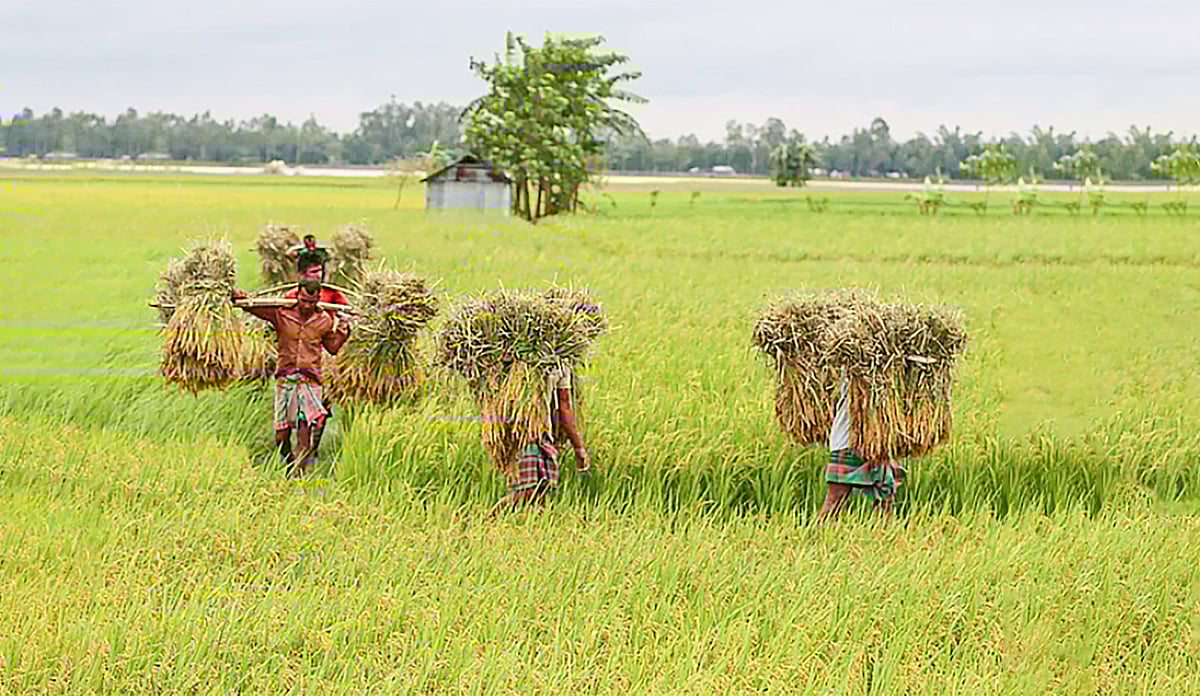 ধান কেটে নিয়ে যাচ্ছেন কৃষক