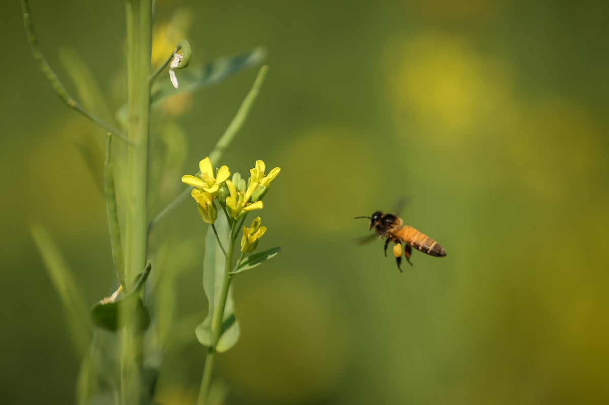 মধুর খোঁজে শর্ষেফুলে মৌমাছি