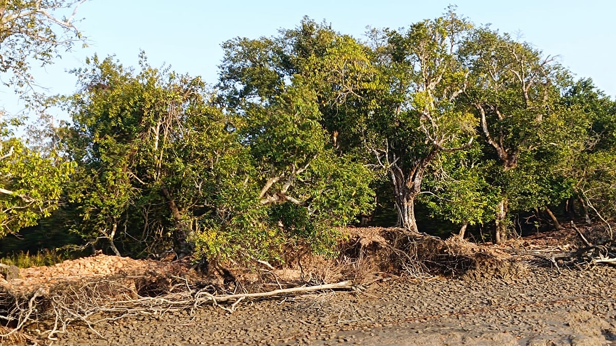 গহিন সুন্দরবনের শিবসা নদীর তীরে গাবগাছের বাগান। ১৪ ফেব্রুয়ারি খুলনার সুন্দরবনঘেঁষা কয়রা উপজেলার শিবসা নদীর পূর্ব পাড় থেকে তোলা